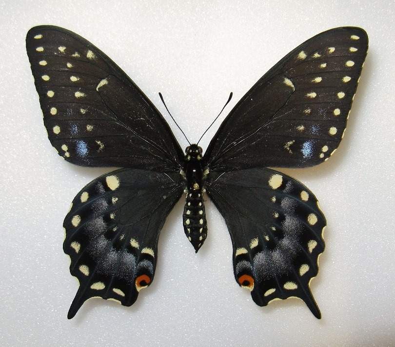 Papilio polyxenes female (aberrant violet hindwing scales, eastern Quebec, Canada) (Internet Image property of respective owner, non-commercial use only)